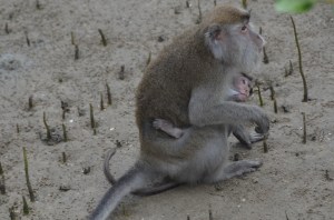 macaque